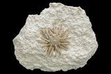 Cretaceous Fossil Urchin (Salenia) - Missour, Morocco #239998-2
